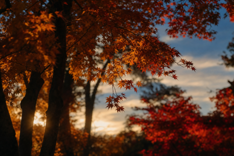 2 New IRCC Updates: Francophone Pilot Expansion + H&C Guidance